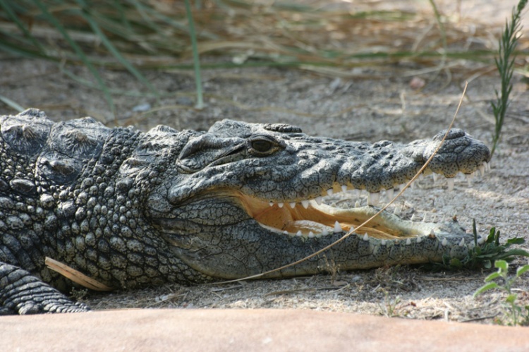 Gênero do Crocodilo, Filo, Classe, Ordem, Família e Gênero