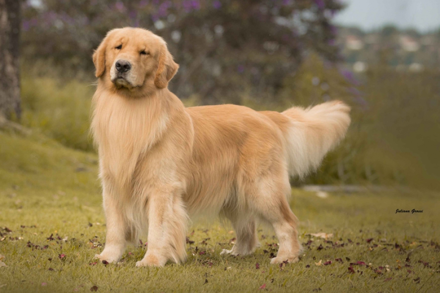 Cores do Golden Retriever: Creme, Dourado Claro, Escuro e Fotos