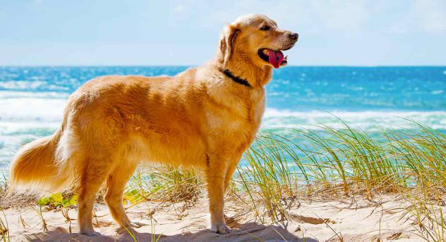 Tudo Sobre o Golden Retriever: Características e Fotos