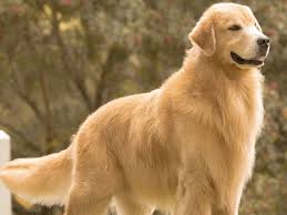 Ficha Técnica do Golden Retriever: Peso, Altura e Tamanho