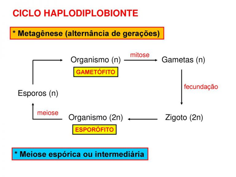 Haplodiplobionte
