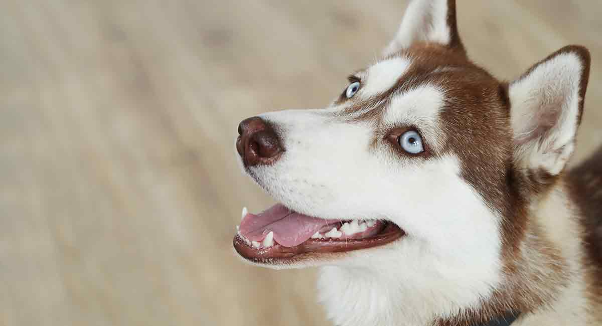 Diferenças do Doberman Para o Pastor Alemão e Husky Siberiano
