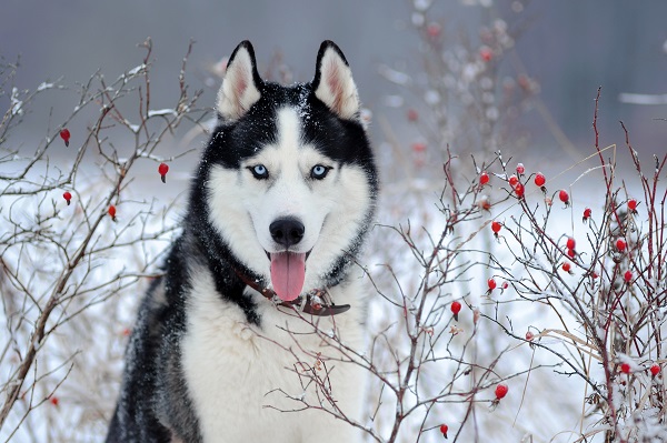 Quais São Os Predadores Do Husky Siberiano? E Seus Inimigos?