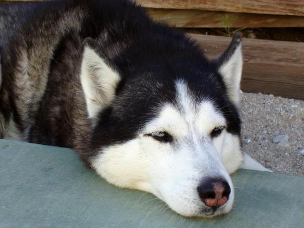 Doenças Mais Comuns do Husky Siberiano e Como Tratar