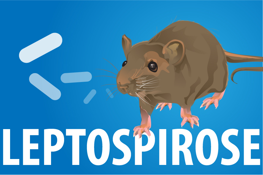 Leptospirose Tem Cura? Tratamento, Sintomas E Contagio