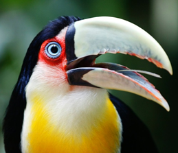 Habitat do Tucano: Onde Eles Vivem?