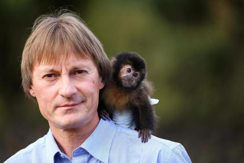 Como Comprar um Macaco de Estimação no Brasil Legalmente?