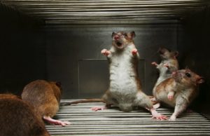 Como Limpar Fogão com Urina de Rato? O Que Passar?