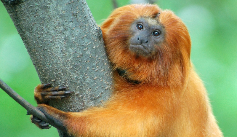 Por que o Mico Leão Dourado Está Ameaçado de Extinção?
