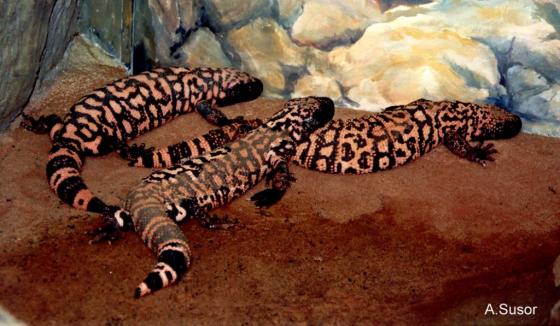 Monstro de Gila: Curiosidades e Fatos Interessantes Sobre o Animal