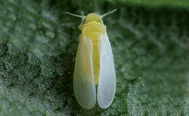 Mosca Branca: Características, Como Evitar, Habitat e Fotos
