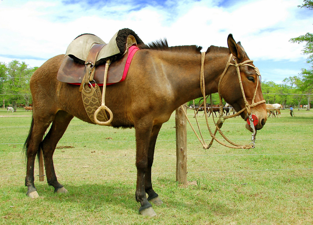 Comportamento da Mula, Hábitos e Modo de Vida do Animal