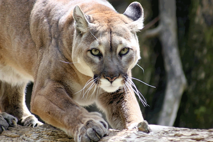 Onça-Parda Branca ou Puma Branca: Características e Fotos
