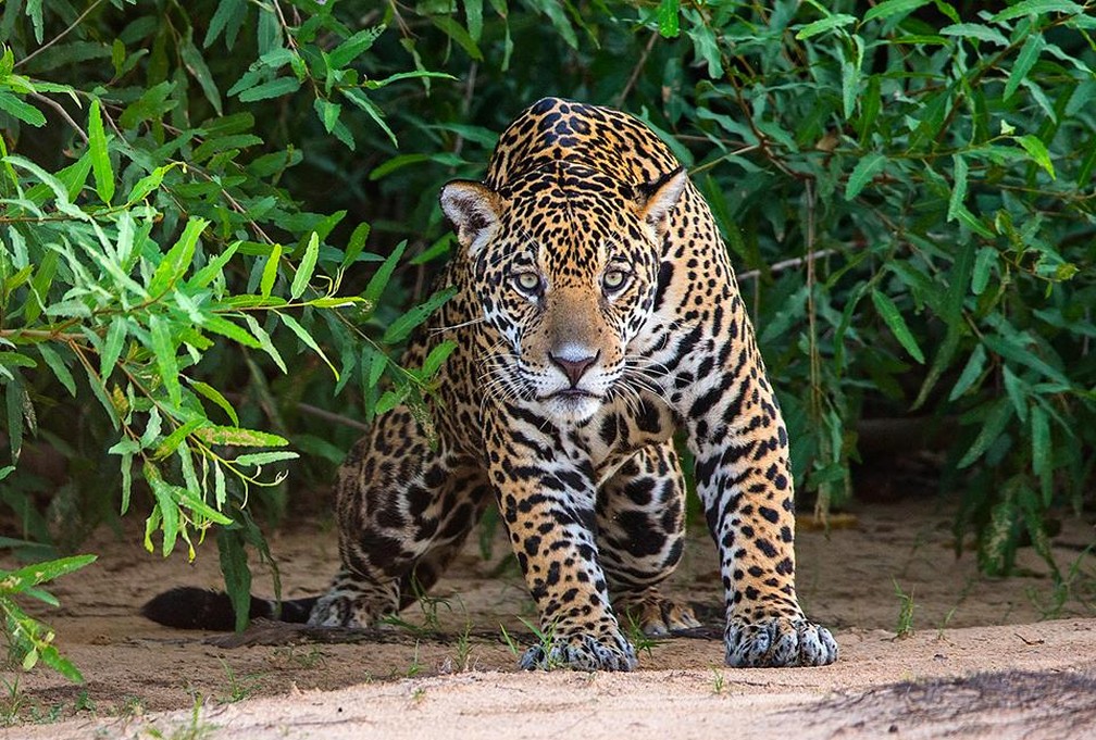 Quais Animais Estão em Extinção na Floresta Amazônica?