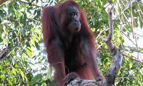 Habitat do Orangotango: Onde Esses Macacos Vivem?