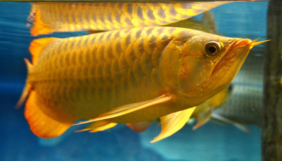 Comportamento do Peixe Aruanã, Hábitos e Modo de Vida