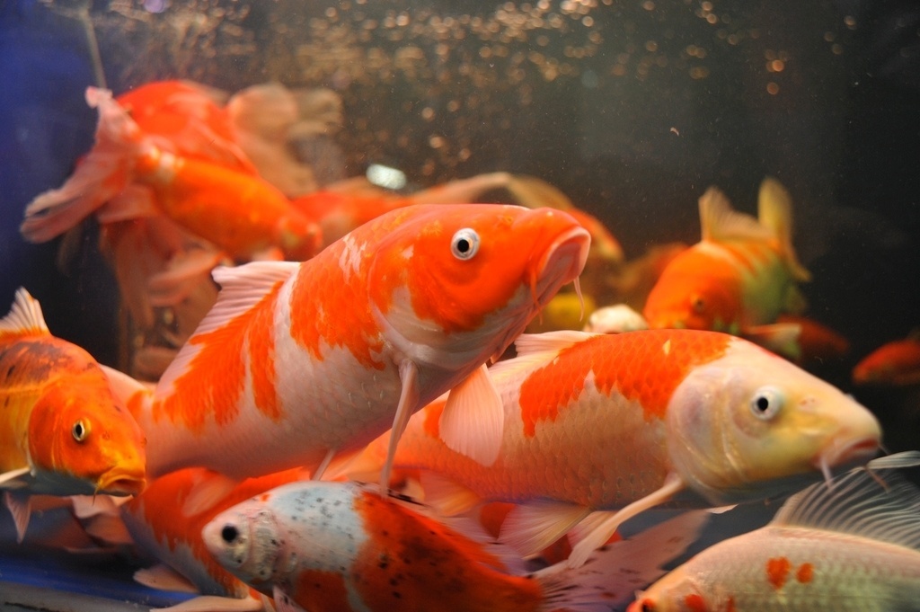 Qual o pH Ideal para o Peixe Carpa? E a Temperatura Ideal?
