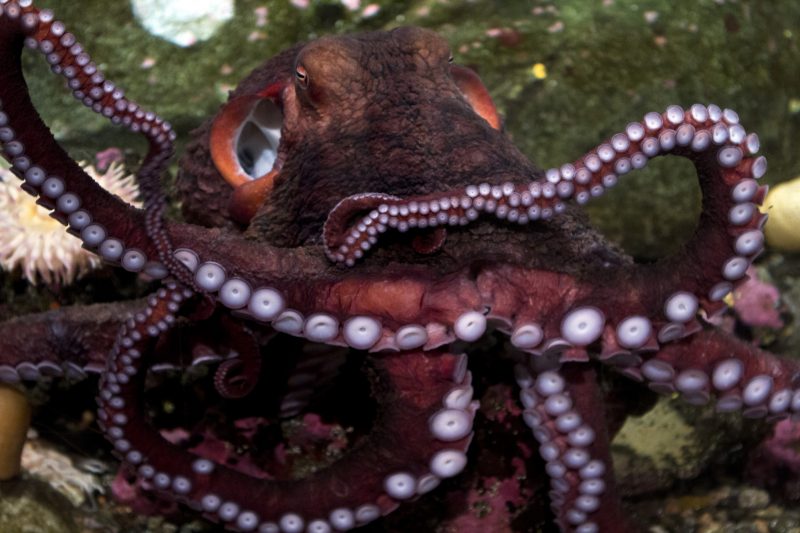 Polvo Gigante do Pacífico: Características, Nome Científico e Fotos