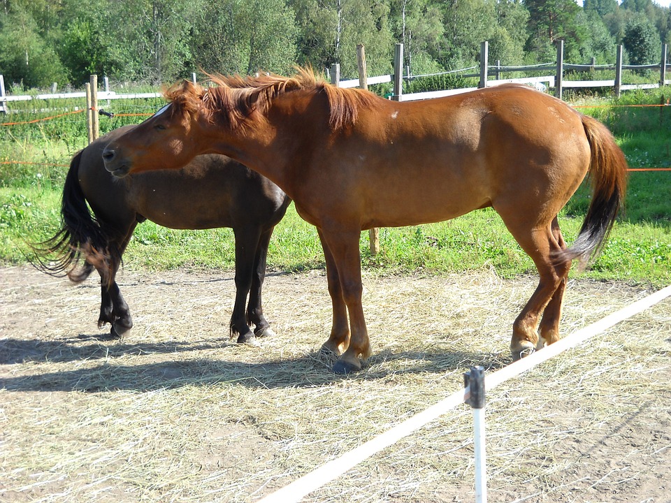 Raça de Cavalo Finlandês: Características, Fotos e História
