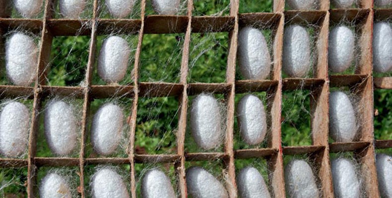 Alimentação do Bicho-da-Seda: o Que Eles Comem?