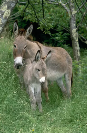 Provence Donkey: Características, Nome Cientifico e Fotos