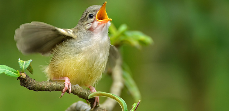 Qual é o Órgão Responsável Pelo Canto das Aves?
