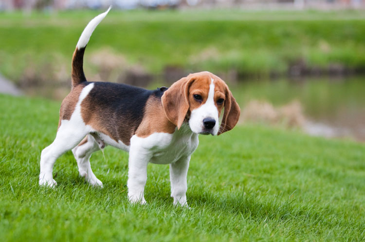 Tudo Sobre a Raça Beagle: Características e Fotos