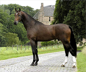 Raça de Cavalo Hanoveriano: Características, Fotos e História