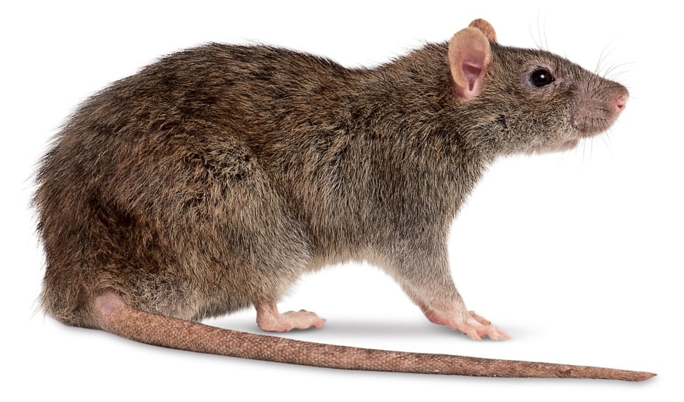 Qual a Diferença Entre um Rato e Uma Ratazana?