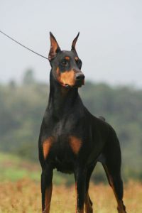 Tudo Sobre a Raça Dobermann: Características e Fotos