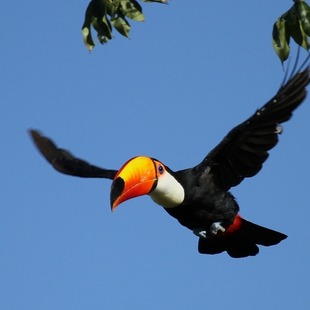 Tucano-Toco: Características, Nome Científico, Habitat e Fotos