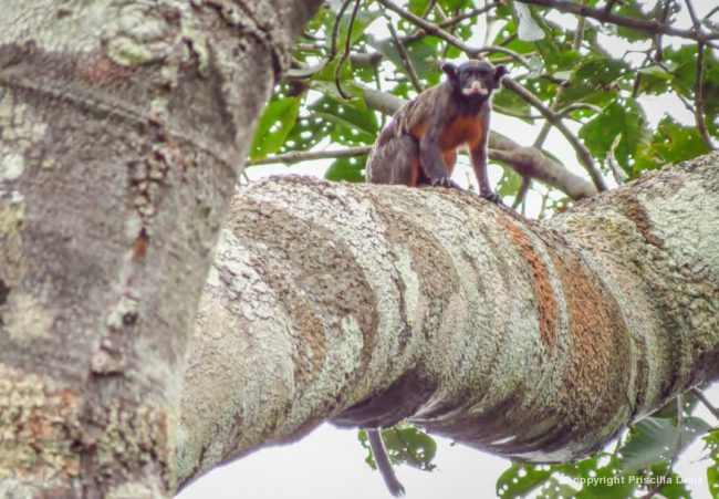 Sagui de Boca Branca: Características, Nome Cientifico e Fotos