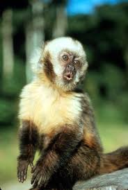 Macacos Caiarara: Características, Nome Científico E Fotos