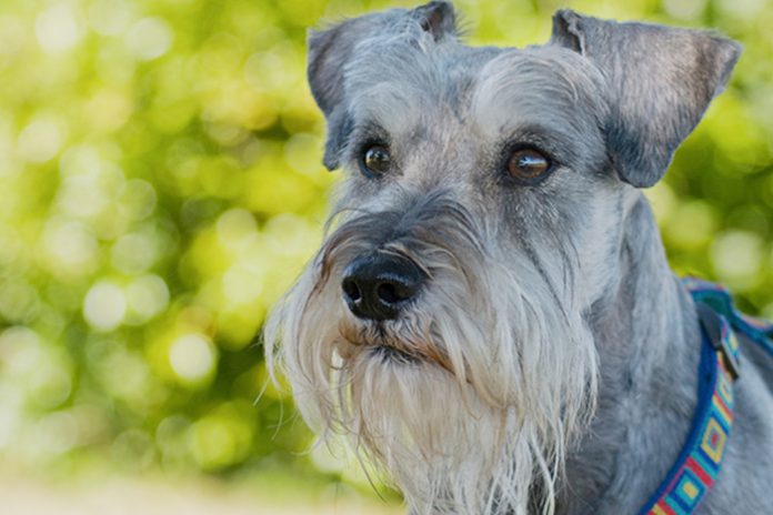 Qual é a Raça do Cachorro Bidu da Turma da Mônica?
