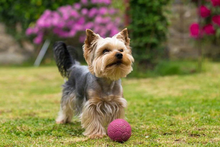 Ciclo de Vida do Silky Terrier: Quantos Anos Eles Vivem?