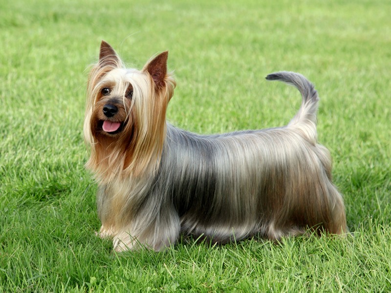 Silky Terrier: Curiosidades E Fatos Interessantes Sobre A Raça