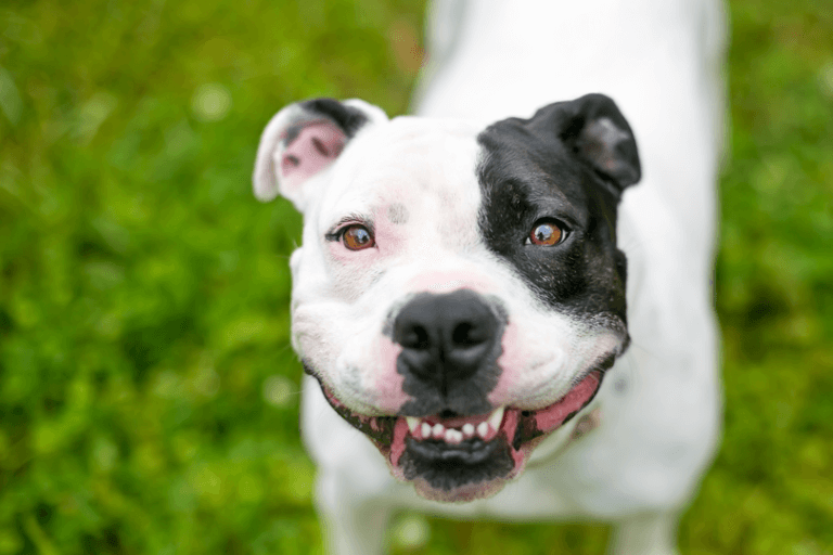 Diferenças do Bull Terrier Para o Staffordshire e o Buldogue