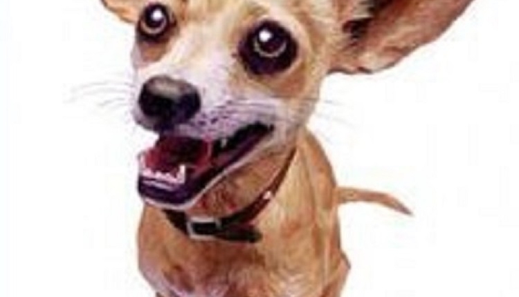 Taco Bell Chihuahua: Características, Como Cuidar e Fotos