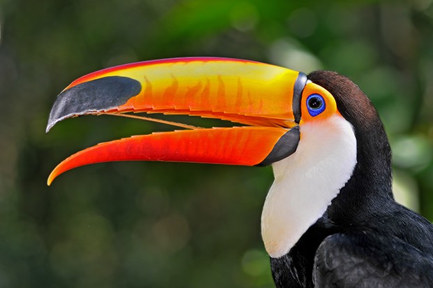 Quantos Centímetros Tem O Bico Do Tucano? Qual O Tamanho?