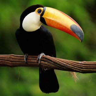 Onde o Tucano Faz Ninho? Como é o Ninho do Tucano?