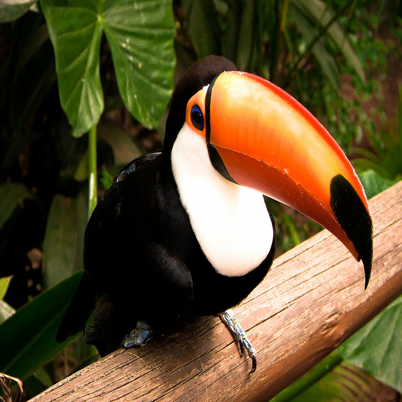 Como Ter Um Tucano Legalmente No Brasil? Qual O Valor?