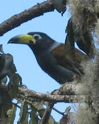 Tucano da Montanha com Capuz: Características, Habitat e Conservação