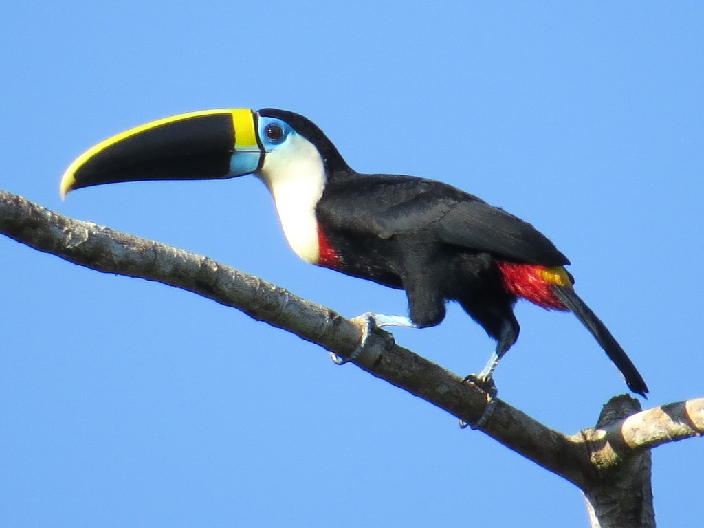 Como São os Pés do Tucano? E os Dedos dos Pés?