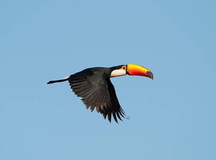 Onde o Tucano Faz Seu Ninho?