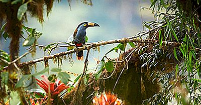 Tucano-da-Montanha-de-Peito-Cinza: Características e Fotos