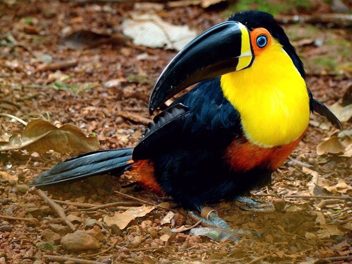 Tucano-de-Bico-Preto: Características, Habitat e Fotos