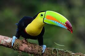 Tucano-de-Peito-Amarelo: Curiosidades, Alimentação e Imagens