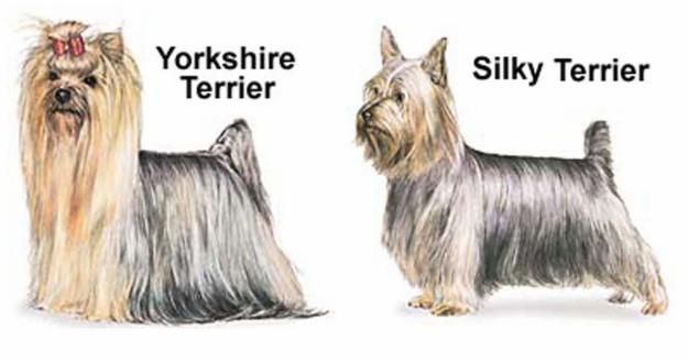 Diferencas Entre O Silky Terrier E O Yorkshire Terrier