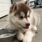 Husky Siberiano Bebendo Água