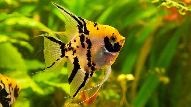 Qual pH Ideal Para o Peixe Acará Bandeira? E a Temperatura?
